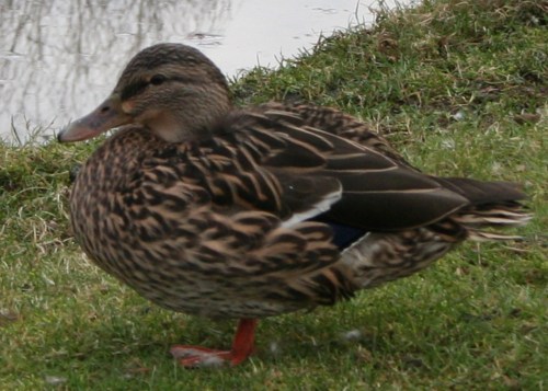 duck3