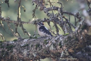 downywoodpecker