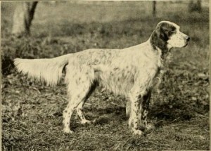 English_setter_-_Laverack_bloodline