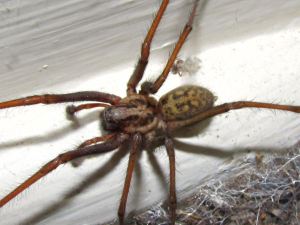 giant-house-spider