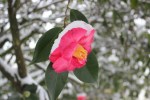 camellia