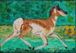 pronghorn
