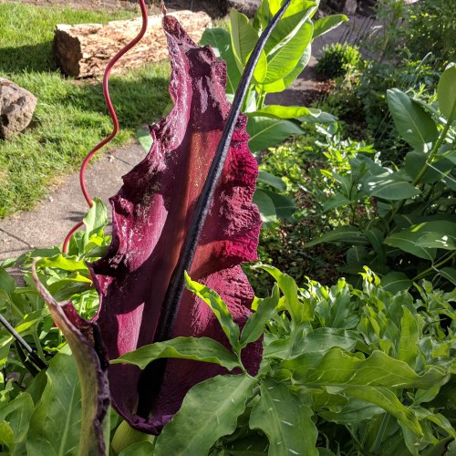 IMG_20180529_182502_288