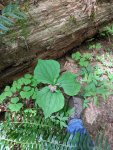 western trillium