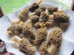morels-490239_960_720
