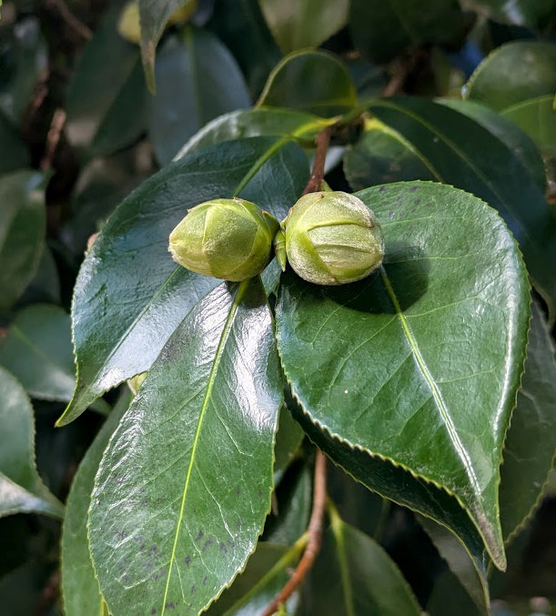 Camellia buds