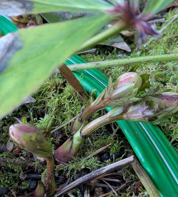 Lenten Rose buds