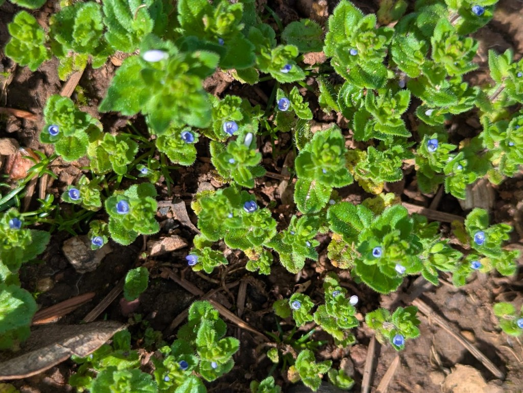corn speedwell