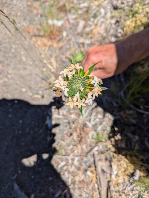 Grand Collomia in bloom, roadside flower. Native.