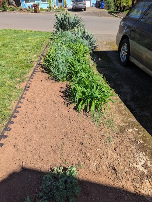The view to the yucca. I'll add more drought tolerant flowers.