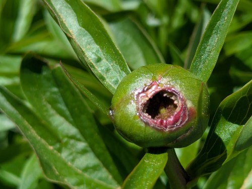 peony bloom destroyed by insect