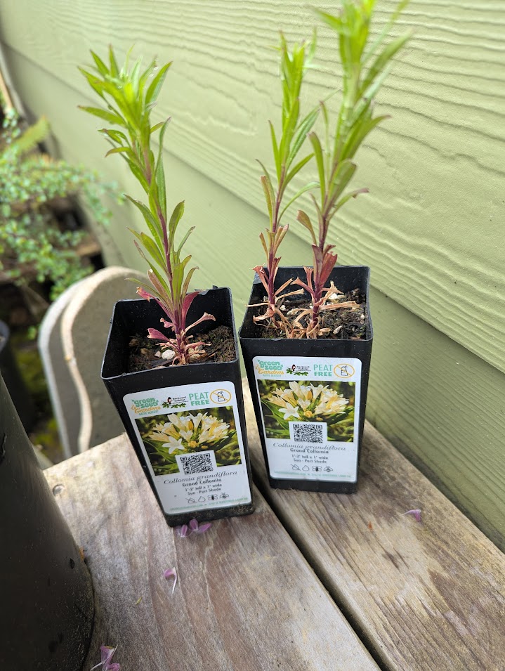 Grand collomia. Can't get my seeds to germinate, so I have starts!