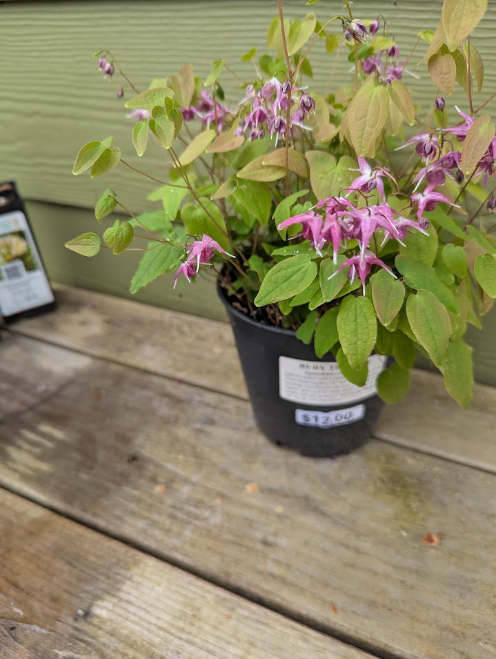 full shade. “epinedium youngianum” (Young’s barrenwort
