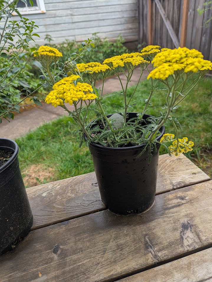 bright yellow yarrow
