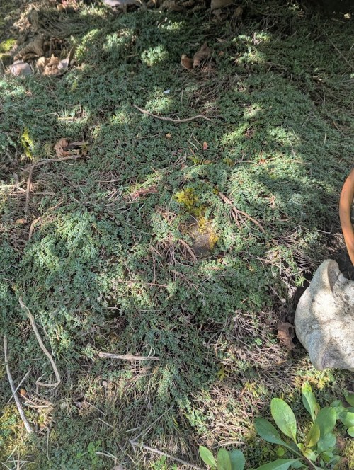 creeping thyme