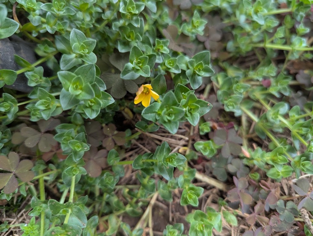 Not the flower. Just the leaves.
