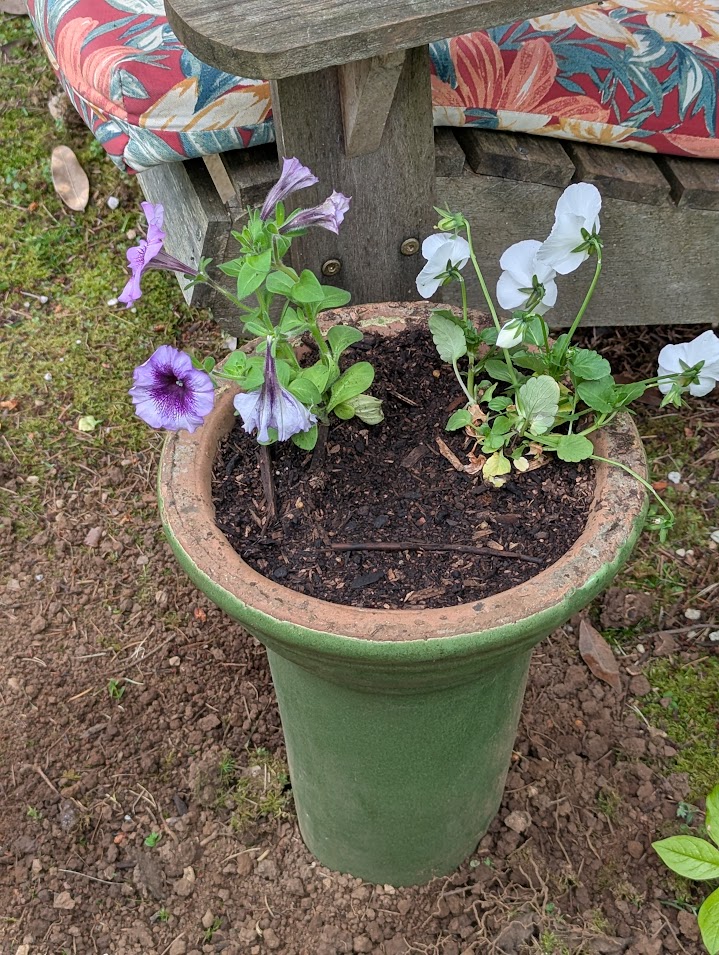 annuals
