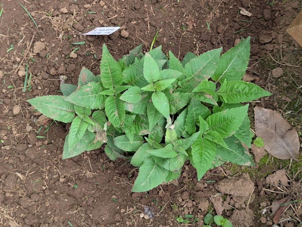 beebalm