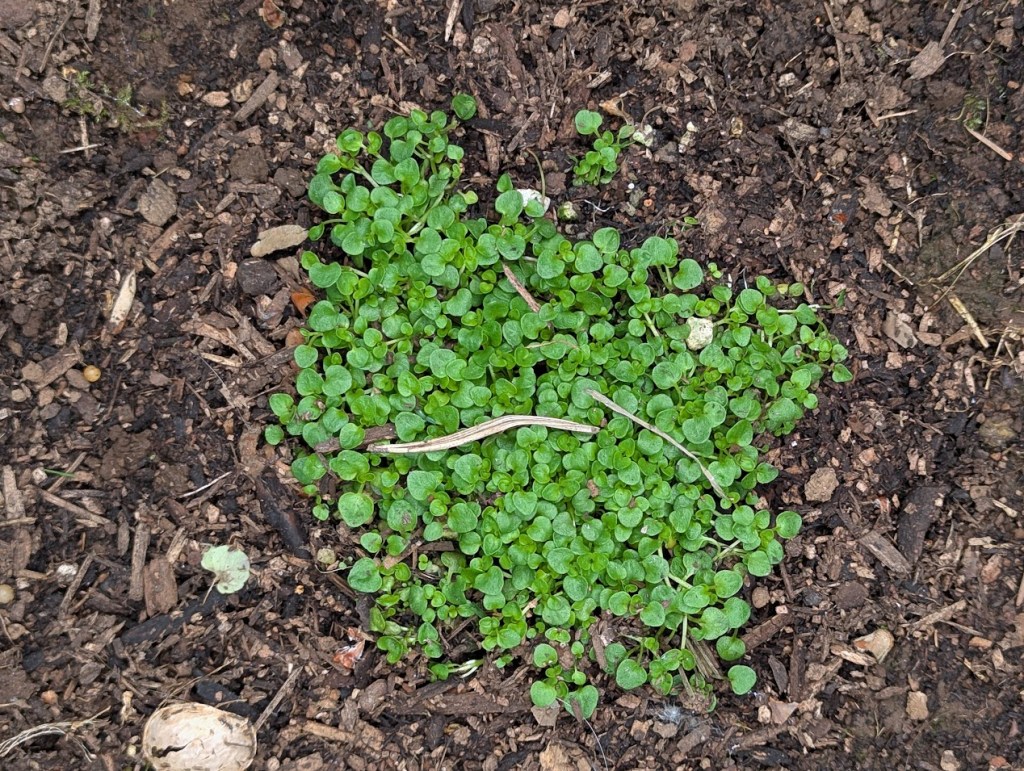 corsican mint