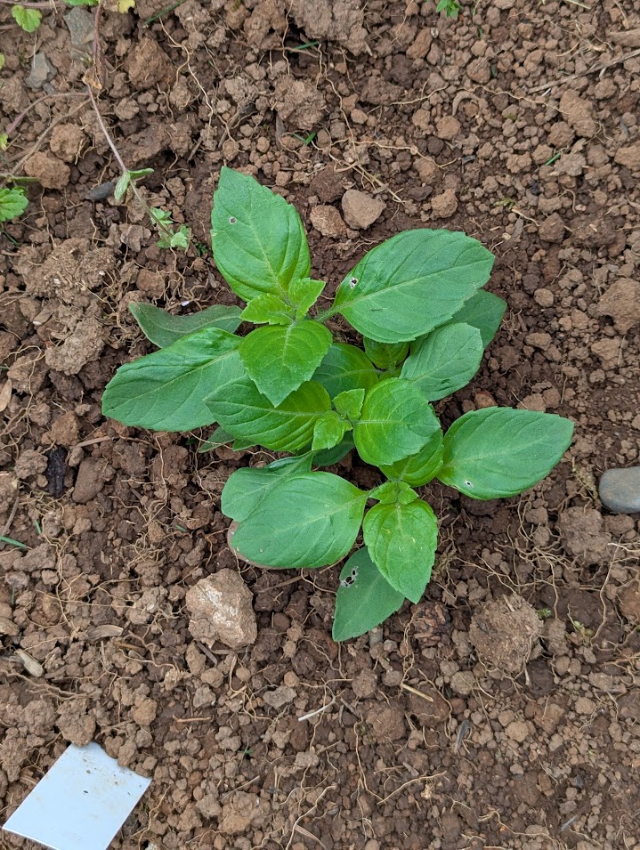 holy basil