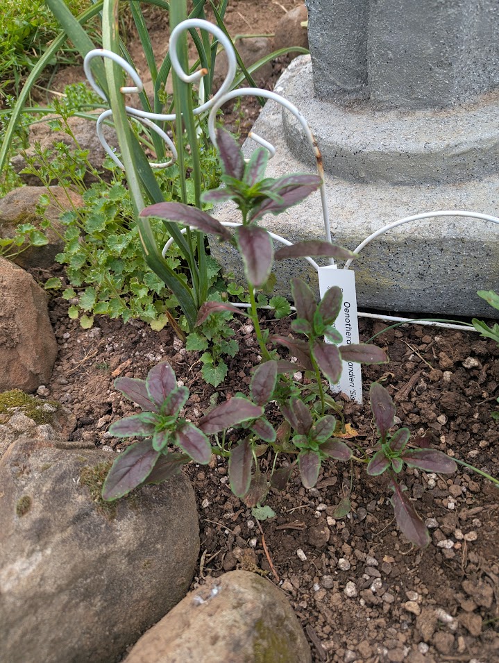 primrose