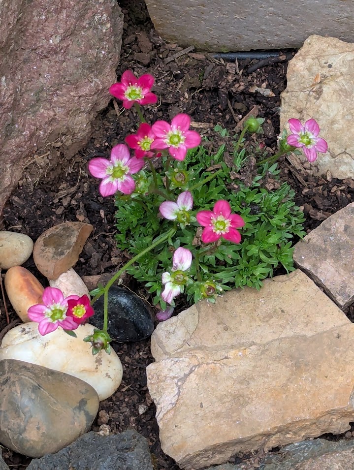 saxifrage