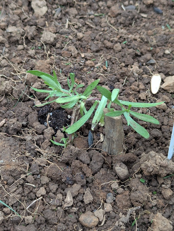 tarragon